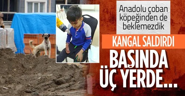 Bu sefer Kangal! Isparta’da okuldan eve dönen 13 yaşındaki Ahmet Efe Erol saldırıya uğradı: Başında 3 ısırık var