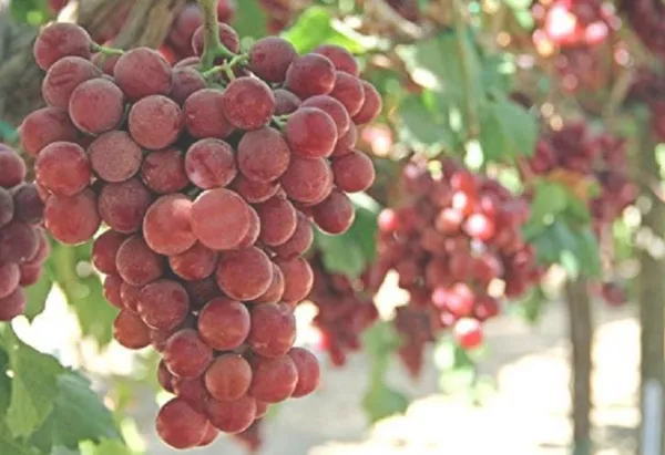 bu-uzumu-almak-her-babayigidin-harci-degil-bir-salkimi-12-bin-700-dolara-alici-buldu-1626510549905.jpg Bu üzümü almak her babayiğidin harcı değil! Bir salkımı 12 bin 700 dolara alıcı buldu-4