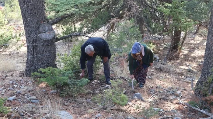 Deli gibi satıyor! Köylüler milyonlar kazanıyor! Japonlar sırada bekliyor-4