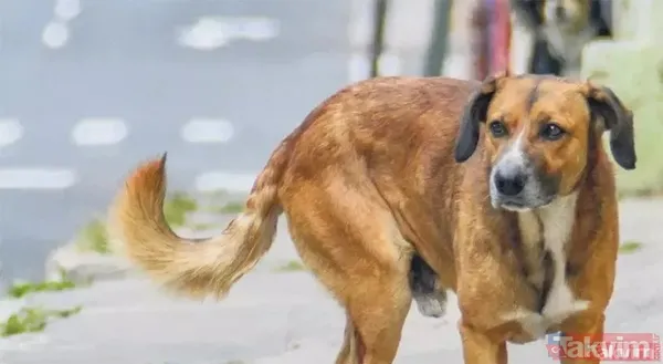 Başıboş köpekler bir aileyi yok ediyordu! Samsun Bafra'da feci kaza... Biri 5 aylık bebek 3 yaralı - 8