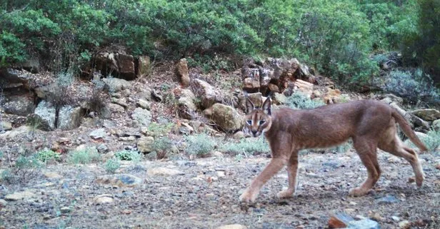 Dünyada bir ilk! İki vahşi kedi Anadolu'da bir arada yaşıyor