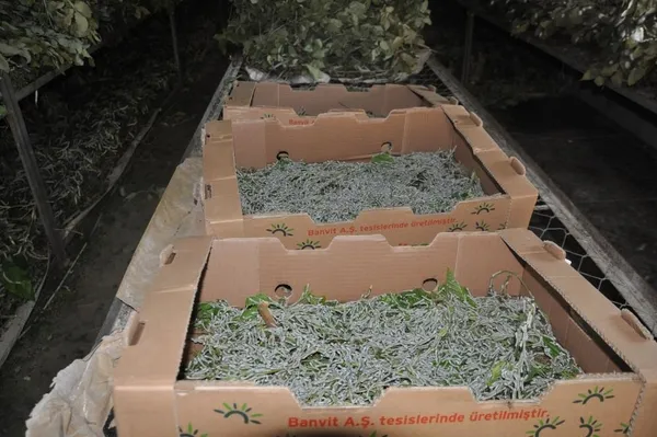 ipek-bocegi-besiciligi-40-gunde-20-bin-lira-kazandiriyor-1653916677223.jpg İpek böceği besiciliği 40 günde 20 bin lira kazandırıyor-5