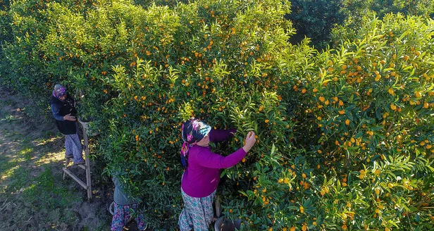 antalyanin-altin-portakali-kamkatin-hasadi-basladi-1608530290695.jpg