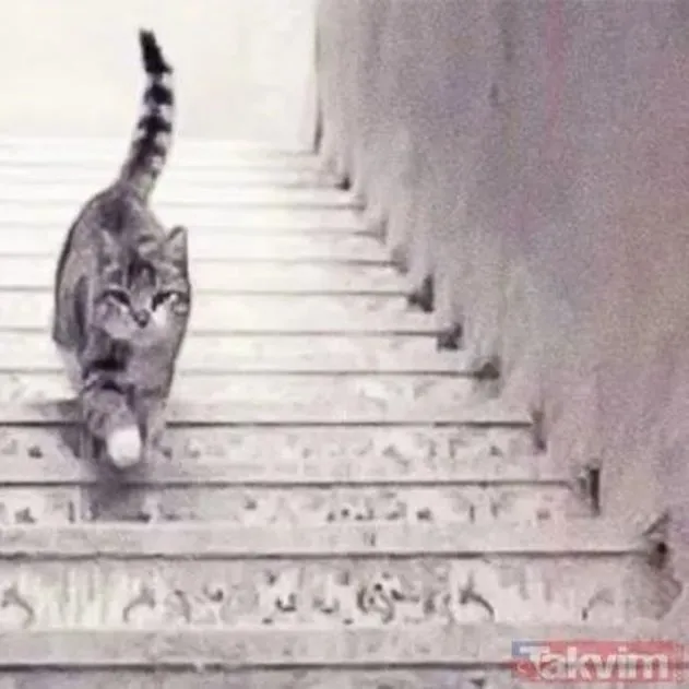 Sosyal medyada viral olan kişilik testi! Kedi merdivenlerden iniyor mu yoksa çıkıyor mu