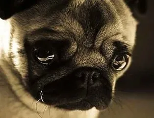 Bu köpek sizi bakışlarıyla hüzünlendirecek