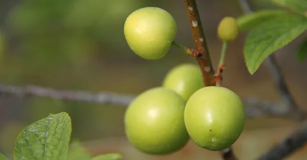 Sezonun ilk erik hasadı Mersin’de yapıldı! Kilosu 500 TL’den satılıyor