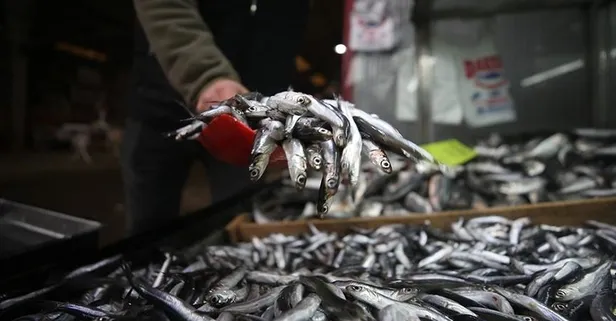 Tarım ve Orman Bakanlığı'ndan su ürünleri avcılığına yönelik düzenleme! Toplam avlanabilir hamsi miktarı ne kadar oldu?