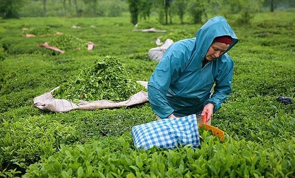 caykur-isci-alimi-basvurusu-basladi-rize-trabzon-artvin-2021-caykur-isci-alimi-basvuru-sartlari-nelerdir-1616397530061.jpg Çaykur işçi alımı başvurusu başladı! Rize, Trabzon, Artvin 2021 Çaykur işçi alımı başvuru şartları nelerdir?-3