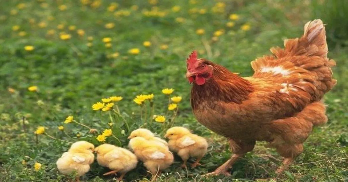 Rüyada tavuk görmek ne anlama gelir? Rüyada tavuk görmek neye işarettir? Rüyada beyaz tavuk görmenin anlamı, yorumu nedir?