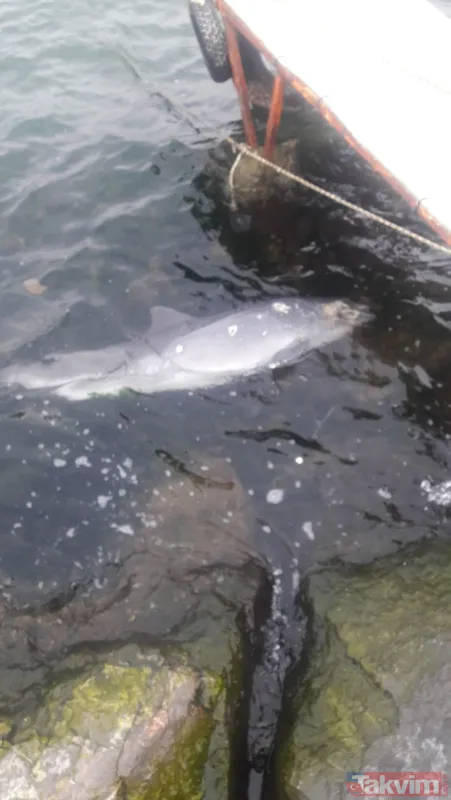 Kocaeli Darıca'da kan donduran vahşet! Canilerin kurşunladığı ölü yunus balığı kıyıya vurdu - 4