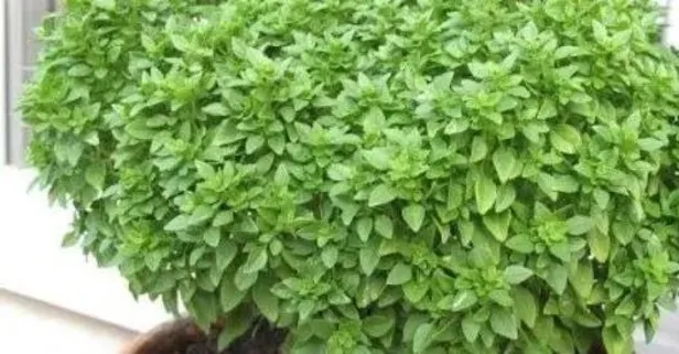 Fesleğen aşkına! Faydaları saymakla bitmez