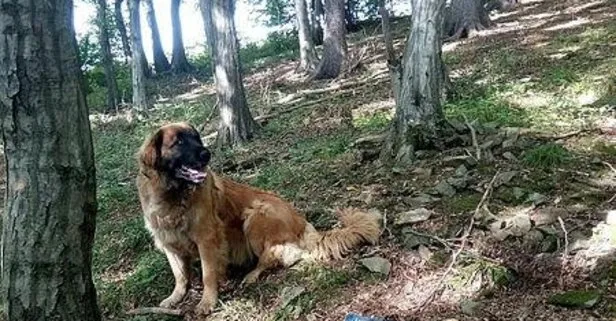 Köpek hazine buldu