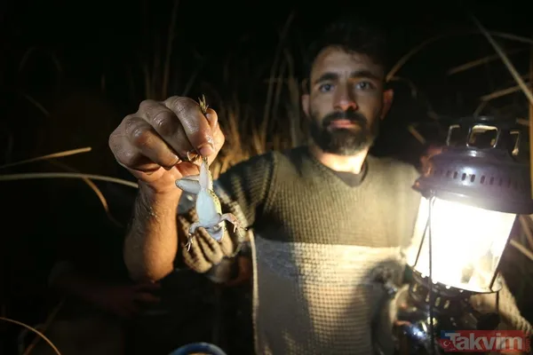 Günlük 900 lira kazanıyorlar! Türkiye'nin birçok ilinden toplanan kurbağalar Avrupa'ya ihraç ediliyor - 13