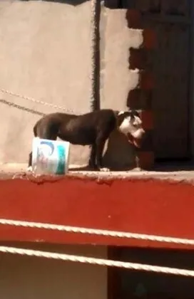 Antalya'da Sıcaktan ölen köpeğin sahibine rekor ceza-1