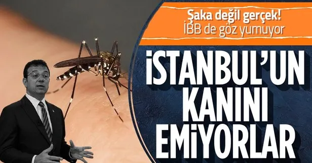 İstanbullunun kanını emiyor! Asya Kaplan Sivrisineği popülasyonu arttı! İBB çözümü vatandaşlardan istiyor