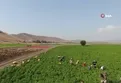 Gaziantep’te en acı hasat başladı!