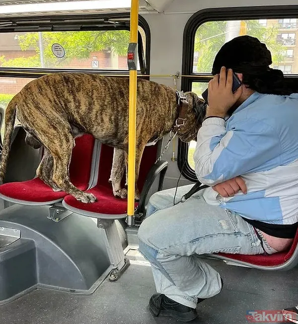 Ne tepki umrunda ne de görgü kuralları! 'İnsanlar rahatsız olur mu' demedi pantolonu indirdi! Otobüste öyle bir şey yaptı ki - 19