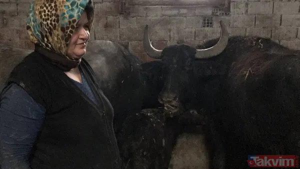 Manda sütü bir köyü kurtardı! Herkes geçimini sağlıyor! Kaymağın kilosu 120 lira - 10
