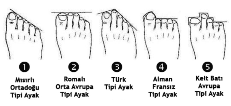 ayak-parmaklariniz-bu-sekildeyse-hangi-irktan-geldiginiz-ortaya-cikiyor-1711715041423.jpg Ayak parmaklarınız bu şekildeyse hangi ırktan geldiğinizi tespit ediyor-3