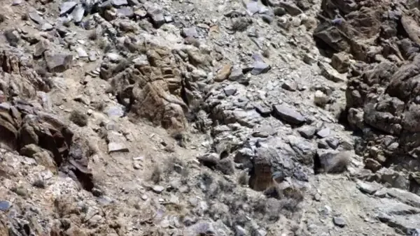 Optik illüzyon: Sadece bir hayvansever Leoparı 7 saniyeden kısa sürede görebilir-2