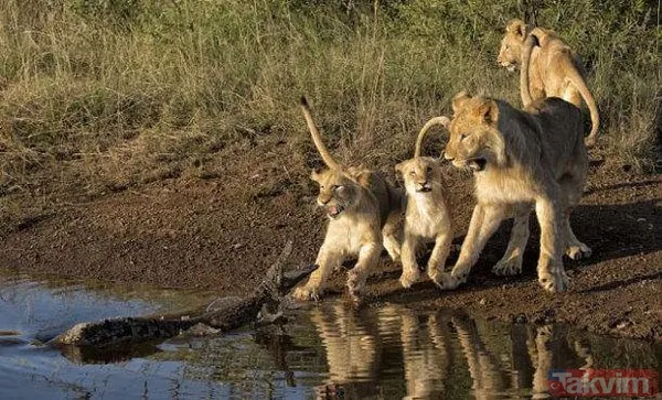 Yılan evcil köpeğe saldırdı! Dehşet dolu anlar... - 33