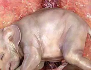 Anne Karnındaki Hayvanlar