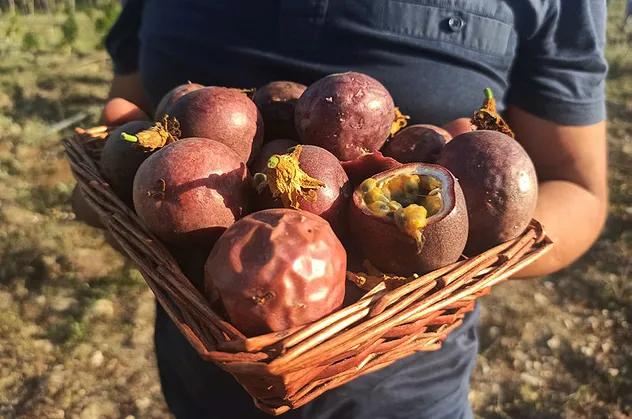 Mersin'de deneme amaçlı çarkıfelek meyvesi eken ziraat mühendisi üretim alanını 20 dönüme çıkardı
