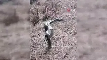 Türkiye’nin en zehirli yılanı olarak bilinen koca engereklerin çiftleşme dansı kamerada