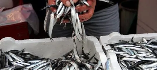 Hamsi stokları her geçen sene azalıyor