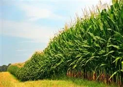 Pamuk üreticisi mısıra dönüş yapıyor