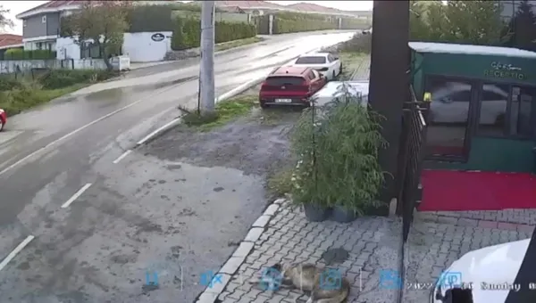 sana-aynisini-yapsalar-nasil-olur-sakarya-sapancada-sokak-kopegini-otomobiliyle-ezdi-1667318882687.jpg Sana aynısını yapsalar nasıl olur? Sakarya Sapanca'da sokak köpeğini otomobiliyle ezdi-3