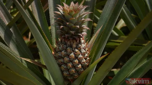 Bir dilim ananas üç büyük etki: Kalp, beyin ve sindirim sağlığına kalkan - 13