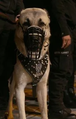 Emniyet İstanbul'daki bilançoyu açıkladı!