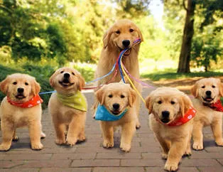 Sevimli yavrularıyla gurur duyan köpekler
