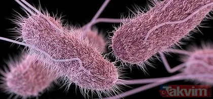 Kinder Sürpriz’lerdeki Salmonella tehlikesi giderek büyüyor! DSÖ açıkladı: 11 ülkeden 151 vaka var! Salmonella’nın belirtileri neler?