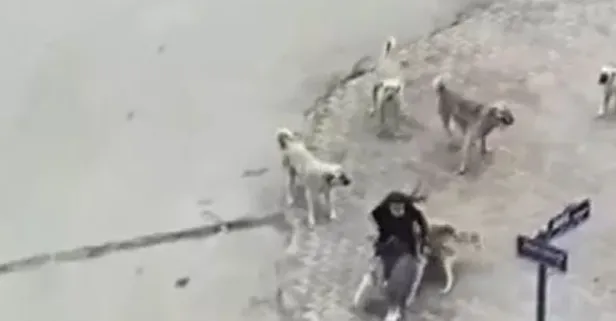 Ankara'da 8 sokak köpeği yoldan geçen genç kıza saldırdı!