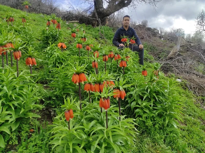 baharin-huzunlu-cicegi-omru-20-gunluk-koparana-700-bin-tl-ceza-1775723069143.jpg Baharın hüzünlü çiçeği: Ömrü 20 günlük koparana 700 bin TL ceza-5
