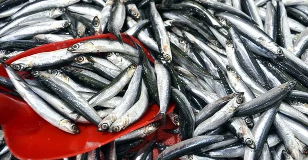 Son dakika: Hamsi avına kota önerisi!