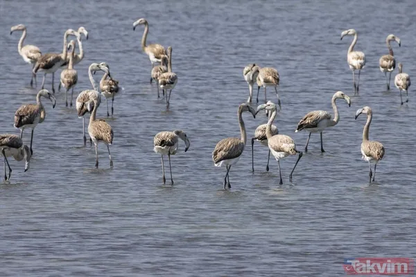 Minik allı turnalar (flamingolar) uçmayı İzmir Kuş Cenneti'ndeki doğal kreşte öğreniyorlar - 26