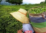 22 Mart İŞKUR-ÇAYKUR başvuru şartları ve kadrolar! ÇAYKUR işçi alımı başvuru ekranı açıldı! 500 işçi alımı yapılıyor