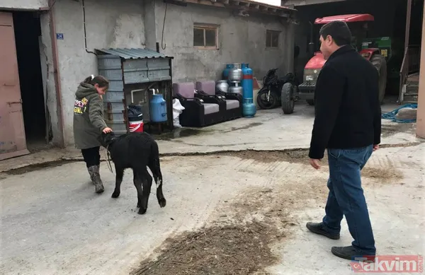 Manda sütü bir köyü kurtardı! Herkes geçimini sağlıyor! Kaymağın kilosu 120 lira - 7