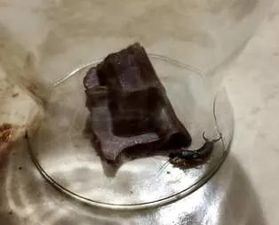 Yediği çikolatadan böcek çıkıp dilini ısırdı