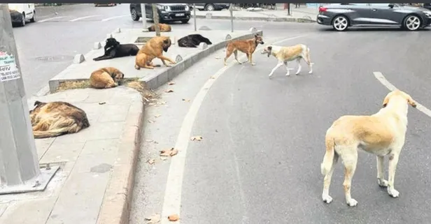 Kuzguncuk’ta sokaklarda çete halinde dolaşan köpekler, korku salıyor