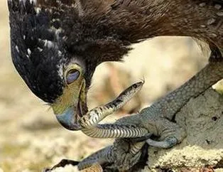 Vahşi doğada büyük kapışma