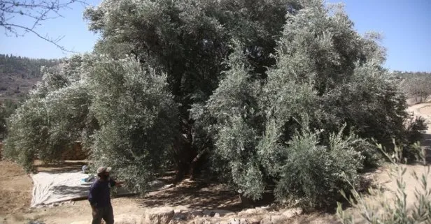 İzmir'de dikkat çeken ilan! 4 dönüm zeytinlik...
