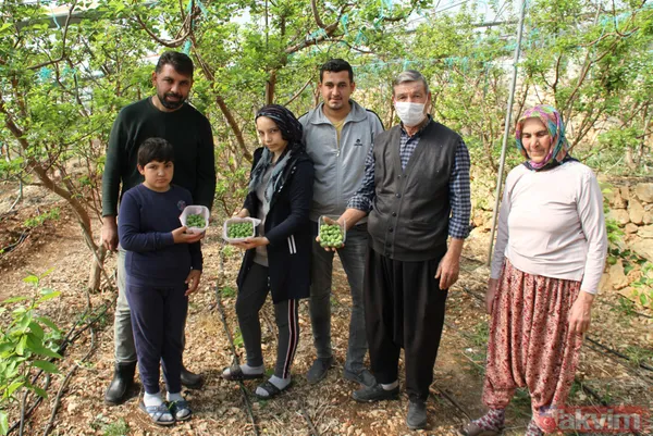 Daha önce yere dökülüyordu! Kayısı çağlasının kilosu 100 TL'den satılıyor - 6