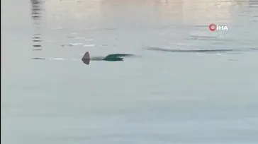 İskenderun körfezinde köpek balığını görüntüleyen amatör balıkçının yaşadığı heyecan kamerada