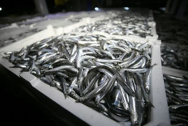 igneadada-hamsi-bereketi-balikcinin-yuzunu-guldurdu-balik-bollugu-fiyatlara-da-yansiyacak-1611085835818.jpeg İğneada'da hamsi bereketi balıkçının yüzünü güldürdü: Balık bolluğu fiyatlara da yansıyacak-6