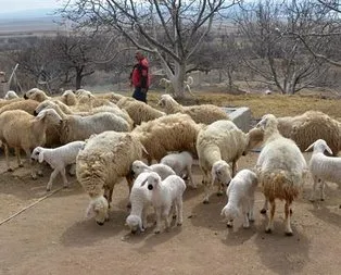 ’300 koyun projesi’nde başvurular yarın sona erecek