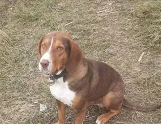 Sucuklara iğne saplayıp köpeklere yedirdiler!